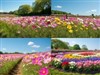 Field of Flowers by: LightStar