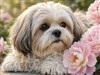 Shih Tzu by: LightStar