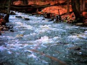 misty brook