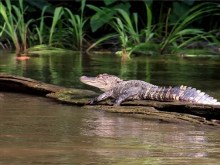Alligator Swamp