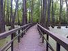 Cypress Swamp Trail