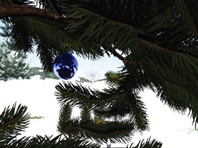 Inside the Christmas Tree