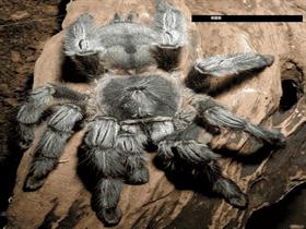 Tarantula