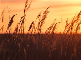 Bombay Hook Sunrise