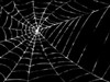 A Spider's Lair by: Jimbo9294
