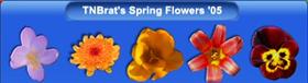 Spring Flowers 1 '05