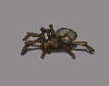 Crawling Spider