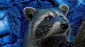 Blu Boy