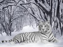 White Tiger XCIII -WP- by =Funerium