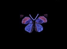 Blacklight Butterfly