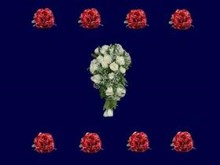 red white roses