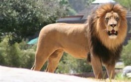 Lions Pride