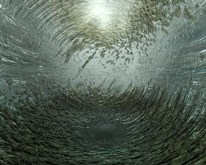 Iced