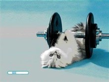 Kitty Lifting Wieghts