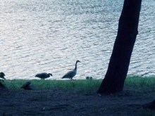 mom and dad geese