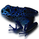 hi-res Azureus