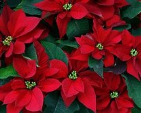 Poinsettia