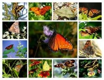 Butterflies Too