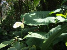 Peace Lily and Elephant Palm