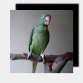 Animated Parrot Real movie