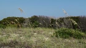 In the Dunes II