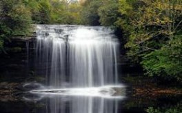 Forest Waterfall