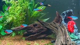 Home_Aquarium