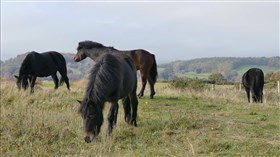4 Hungry Welsh Ponies