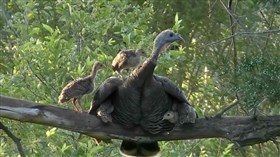 Mama Turkey Babies Roost