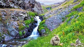 Easter Bunnies Waterfalls