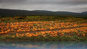 Hillside Pumpkin Patch