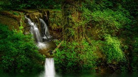 Kenya, Aberdare Jungle Waterfall