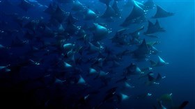 Blue Mobula Ray Dance