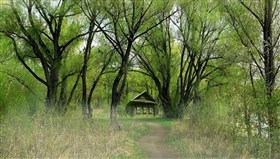 Forest_Wind