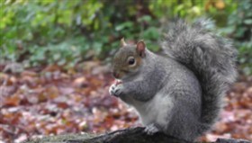 Grey Squirrel