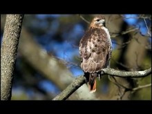 Red Tail Hawk 2