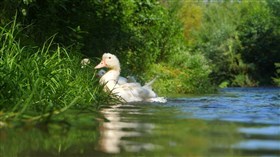 Duck Bath