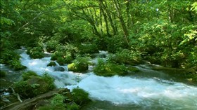 Forest River