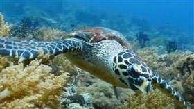 Sea Turtle 2