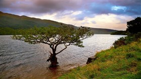 River Tree