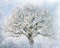 Ice Willow by AzDude