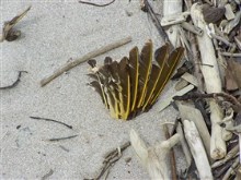 beach finding