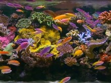 beautiful reef tank