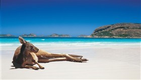 Kangaroo on the beach