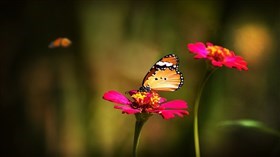 Butterfly 16x9 HD
