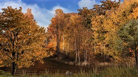 Woodland Stream LV