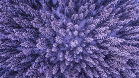 Snow Covered Trees Aerial View