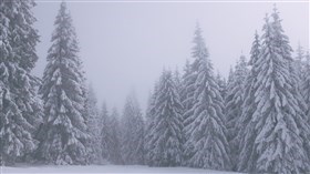 Coniferous trees with Snow