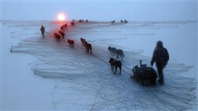 Alaska Dogs