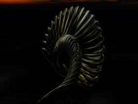 Cephalopod